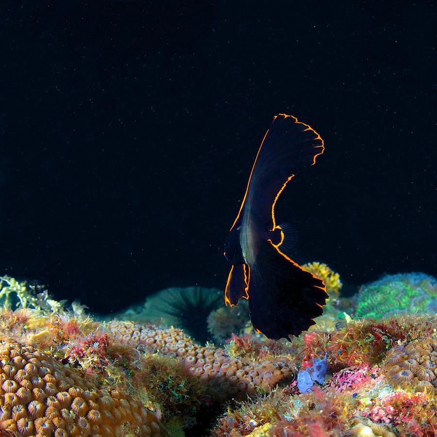 Deluna Diving Resort Puerto Galera Kültér fotó